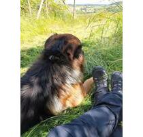 Ferienhaus in der Eifel, Urlaub mit Hund, Ferienwohnung, Wandern - Kaisersesch