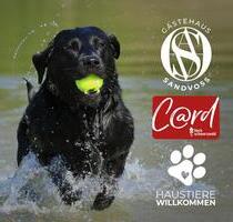 Urlaub mit Hund in Titisee Hochschwarzwald TOP-Lage Seenähe - Titisee-Neustadt