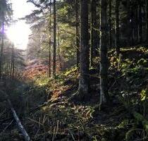 klimafreundlicher Urlaub das ganze Jahr im eigenen Wald 17min. v. Köln-Ost - Overath