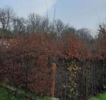 Weimar Gartengrundstück mit Laube