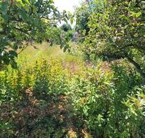 Kleingarten in Leipzig-Stünz abzugeben