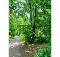 Partnerbaum Friedwald Münsterland - Westerstede