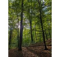 Waldgrundstück mit Wiese in Nähe Helenesee - Jacobsdorf