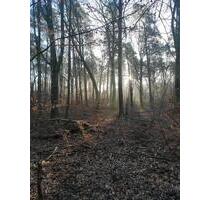 Idyllischen Wald zum Pachten - 1.000,00 EUR Kaltmiete, ca.  0,00 m² in Zell (Mosel) (PLZ: 56856)
