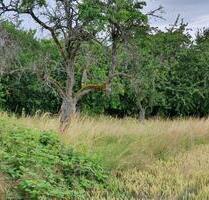1050 m² Garten Wiese Weide mit Obstbäumen in Oberursel - Oberursel (Taunus)