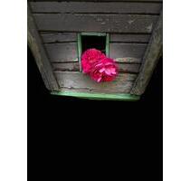 Haus in landschaflich schöner Umgebung zu verkaufen - Rochlitz