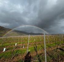 Riesling Weinberg - 123,00 EUR Kaltmiete, ca.  0,00 m² in Piesport (PLZ: 54498)