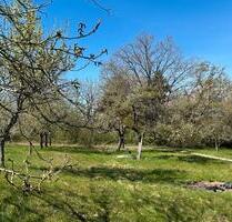 Streuobstwiese - 4.500,00 EUR Kaltmiete, ca.  0,00 m² in Oberstenfeld (PLZ: 71720)
