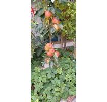 Ich vermite eine Wohnung. - 300,00 EUR Kaltmiete, in Meinerzhagen (PLZ: 58540)