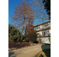 Tolle ruhige 1,5 Zimmer Wohnung in Bingen (Landkreis Sigmaringen)