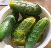 Gartengrundstück - 4.000,00 EUR Kaltmiete, ca.  0,00 m² in Thalheim/Erzgebirge (PLZ: 09380)