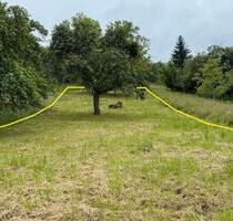 → Garten Grundstück Obstwiese zu verpachten → Gartenhaus möglich - Remshalden