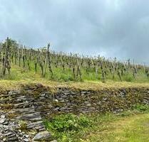 Weinberg an der Mosel - Wintrich 1300qm - Spätburgunder - Niederkassel