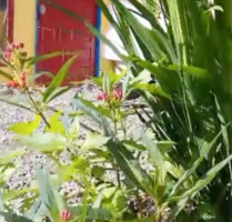 Urlaub auf La Gomera - Ferienhaus in der Stille, grüne Natur pur - München Altstadt-Lehel
