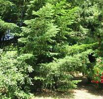 Gartengrundstück Freizeitgrundstück zu verpachten - Brennberg