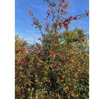 Kleingarten Galgenberg am Wald für 1200 Euro VB abzugeben - Hildesheim Itzum-Marienburg