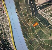 Weinberg „Briedeler Schäferlay“ Spätburgunder Steillage - Zell (Mosel)