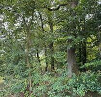 Waldfläche 2000qm zu verpachten bei Barmstedt