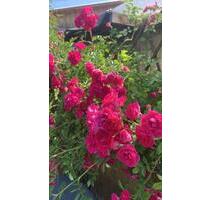 Garten in Brandenburg an der Havel ❗️4500 €❗️ - Berlin Steglitz-Zehlendorf