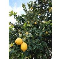 Ferienwohnung Nordzypern, Überwintern, Saisonmiete - Baden-Baden Lichtental