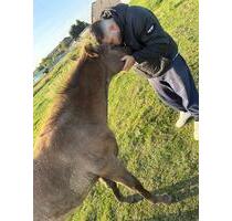 Pferdeplätze in Kollmar zu vergeben