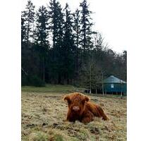 Riesen Jurte 9m Europäische Jurte 4,5m hoch Rundes Haus - Wetter (Hessen)