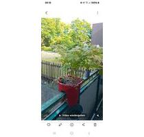 2 Zimmer Erdgeschosswohnung - 678,00 EUR Kaltmiete, ca.  51,50 m² in Solingen (PLZ: 42657) Höhscheid