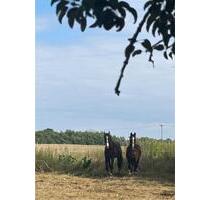 Pachtland Weide - 123,00 EUR Kaltmiete, ca.  0,00 m² in Gadebusch (PLZ: 19205)