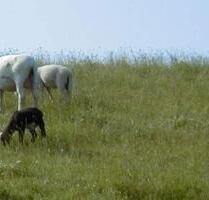 Fewo 1 Wo. bis 3 Pers. NorddeichNordsee Lastminute ab 19.07.2025 - Norden