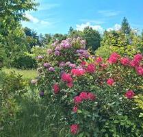 Schrebergarten Pachtgarten abzugeben - Naila