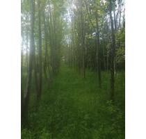 Kleiner Bauernhof zu verkaufen - 390.000,00 EUR Kaufpreis, ca.  100,00 m² in Berlin (PLZ: 13353) Mitte