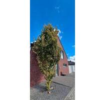 Gussek Premiumhaus mit Energieklasse A, Designküche & Toplage - Niederzier