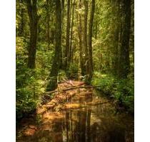 Wald in Wilflingen - 3,00 EUR Kaltmiete, ca.  0,00 m² in Gosheim (PLZ: 78559)