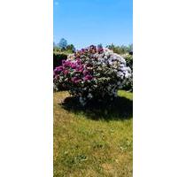 Pachtgarten abzugeben - 2.500,00 EUR Kaltmiete, ca.  0,00 m² in Königsbrück (PLZ: 01936)