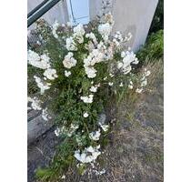 Sonnentraum 2,5R HP 62qm Süd-Terrasse, Garten - Stralsund