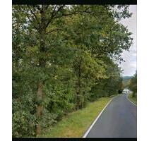 Waldgrundstück Laubwald Buchenwald - Windeck