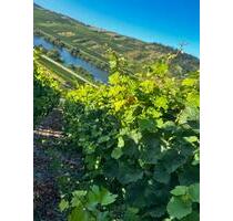 Top Weinberg - 123,00 EUR Kaltmiete, ca.  0,00 m² in Piesport (PLZ: 54498)