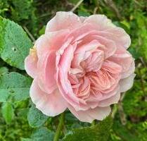 2 Zimmer, Balkon, Autostellplatz, Abstellraum - Neumünster