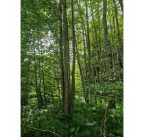 Wald Dinkelscherben Freizeitgrundstück ca 1,3Hektar - Burtenbach
