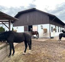 hochwertiger Pferdestall in Erolzheim