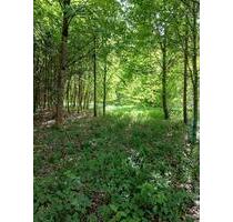 Freizeitgrundstuck Waldgrundstück - Schrobenhausen