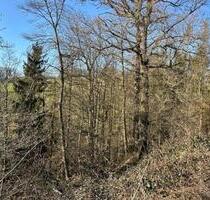 Bachnaher Laubmischwald im schönen Bröltal bei Ruppichteroth-Oeleroth