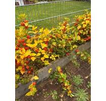 Reihenhaus zu Vermieten 01.12.25 - Reinfeld (Holstein)