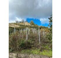 Weinberge in Asperg zu verpachten