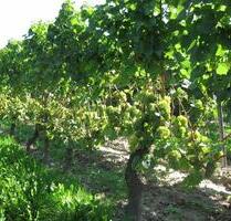 Weinberge an Der Mittelhaardt von Königsbach bis Wachenheim - Deidesheim