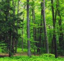Waldgrundstück Waldfläche Wald Forst Immobilie Brennholz - Walldürn