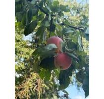 Gartengrundstück in Koblenz-Bubenheim zur Pacht