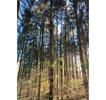 Wald Waldgrundstück Beuren Hechingen 1581qm