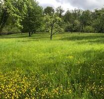 GartengrundstückStreuobstwiese zu verpachten Esslingen-Zell - Esslingen am Neckar Oberesslingen