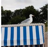 Ferienwohnung Insel Usedom Ückeritz 2 Personen - Koserow